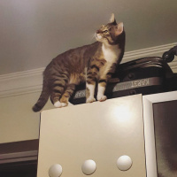 Tekir Kedi, Kedi  Cans fotoğrafı