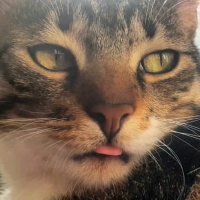 Tekir Kedi, Kedi  Cans fotoğrafı