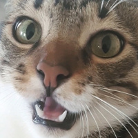 Tekir Kedi, Kedi  Cans fotoğrafı