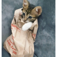 Tekir Kedi, Kedi  Cans fotoğrafı