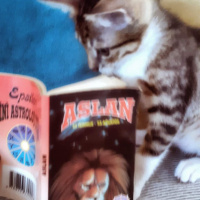 Tekir Kedi, Kedi  Cans fotoğrafı