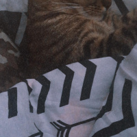 Tekir Kedi, Kedi  Haydar fotoğrafı