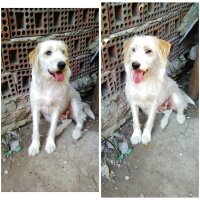 Golden Retriever, Köpek  Lusi fotoğrafı