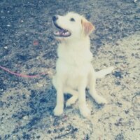 Golden Retriever, Köpek  Lusi fotoğrafı