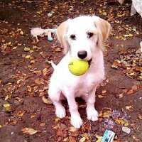 Golden Retriever, Köpek  Lusi fotoğrafı