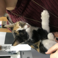 Tekir Kedi, Kedi  Badem fotoğrafı