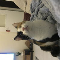 Tekir Kedi, Kedi  Badem fotoğrafı