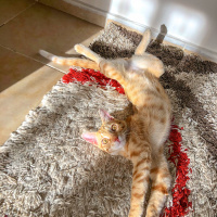 Sarman, Kedi  Simba fotoğrafı