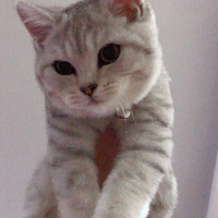 British Shorthair, Kedi  Miro fotoğrafı