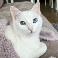 Van Kedisi, Kedi  Mackenzie fotoğrafı