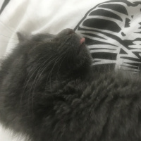 Mavi Rus, Kedi  Gümüş fotoğrafı