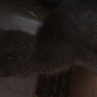Mavi Rus, Kedi  Gümüş fotoğrafı