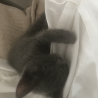 Mavi Rus, Kedi  Gümüş fotoğrafı