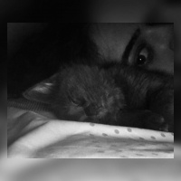 Mavi Rus, Kedi  Gümüş fotoğrafı