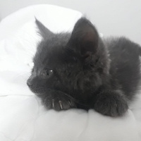 Mavi Rus, Kedi  Gümüş fotoğrafı