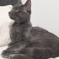 Mavi Rus, Kedi  Gümüş fotoğrafı