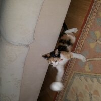 Tekir Kedi, Kedi  Romi fotoğrafı