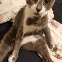 Tekir Kedi, Kedi  Asya fotoğrafı