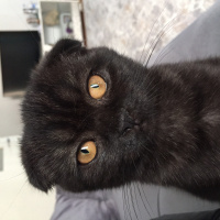 Scottish Fold, Kedi  Lili fotoğrafı