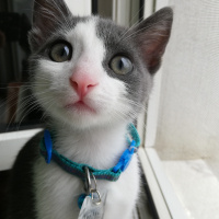 Tekir Kedi, Kedi  Minti fotoğrafı