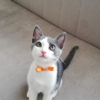 Tekir Kedi, Kedi  Minti fotoğrafı