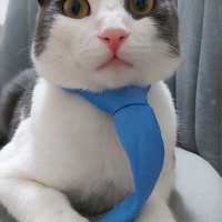 Tekir Kedi, Kedi  Minti fotoğrafı