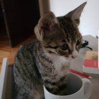 Tekir Kedi, Kedi  Gloria fotoğrafı