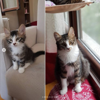 Tekir Kedi, Kedi  Ada fotoğrafı