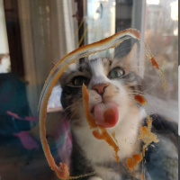 Tekir Kedi, Kedi  Ada fotoğrafı