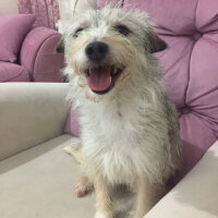 Avustralya Terrier, Köpek  KAJU fotoğrafı