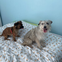 Avustralya Terrier, Köpek  KAJU fotoğrafı