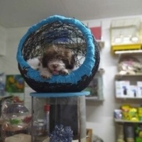Norfolk Terrier, Köpek  Cookie fotoğrafı