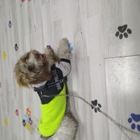 Norfolk Terrier, Köpek  Cookie fotoğrafı