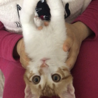 Sarman, Kedi  Aşk fotoğrafı
