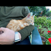 Tekir Kedi, Kedi  Sarı fotoğrafı