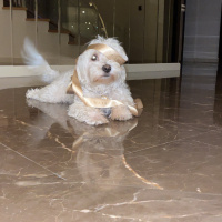 Maltese, Köpek  ALVİN fotoğrafı