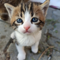 Tekir Kedi, Kedi  Sylvester paşa fotoğrafı