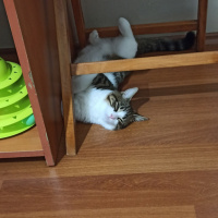 Tekir Kedi, Kedi  Sylvester paşa fotoğrafı