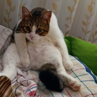 Tekir Kedi, Kedi  Sylvester paşa fotoğrafı