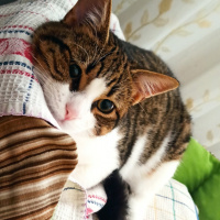 Tekir Kedi, Kedi  Sylvester paşa fotoğrafı