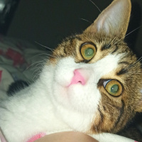 Tekir Kedi, Kedi  Sylvester paşa fotoğrafı