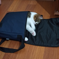 Tekir Kedi, Kedi  Sylvester paşa fotoğrafı