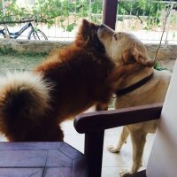 Labrador Retriever, Köpek  Tonton fotoğrafı