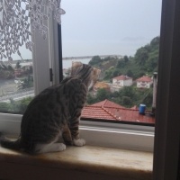 Tekir Kedi, Kedi  HERA fotoğrafı