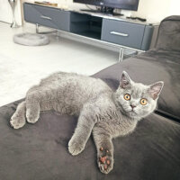 British Shorthair, Kedi  Bal fotoğrafı