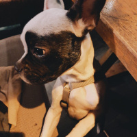 Fransız Bulldog, Köpek  Bonnie fotoğrafı