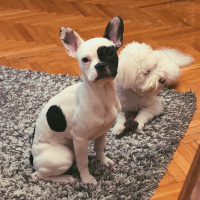 Fransız Bulldog, Köpek  Bonnie fotoğrafı