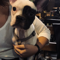 Fransız Bulldog, Köpek  Bonnie fotoğrafı