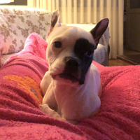 Fransız Bulldog, Köpek  Bonnie fotoğrafı