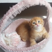 Bombay, Kedi  rubi fotoğrafı